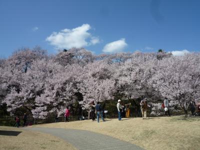 伊東からバスツアー2回目！味をしめて行った高遠城址公園の桜が満開でした！！これはご褒美ですね～！！