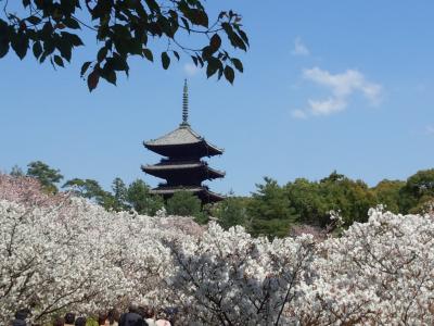 2013年京都の春「瑠璃光院」と仁和寺「御室桜」