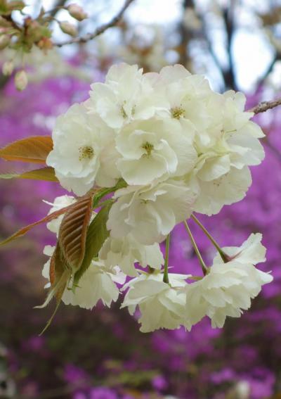☆さくらまつり☆広島市植物公園は春爛漫！百花繚乱！！！