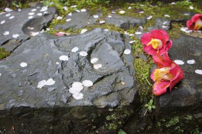 奈良の名椿と京都の名桜を巡る旅（一日目）～初日が雨なら、名椿の白毫寺。京都の桜は天気の回復を待って二日目以降に回ります～