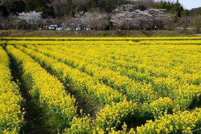 京田辺市の菜の花（観音寺）＆サクラ（馬坂川）