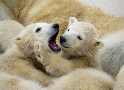 札幌ホッキョクグマ紀行　やんちゃなツインズに目は釘付け そして、気になるお隣のペア・・・