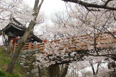 高遠の桜めぐり