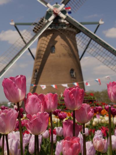 オランダ風車を背景にグラデーションが素晴らしい！「佐倉チューリップフェスタ2013」