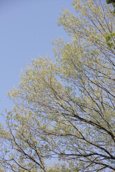 小さな旅　白緑の雑木林を訪ねて　Walking in a copse of whitish green(byakuroku)