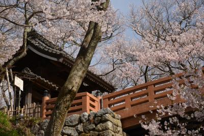 ２０１３年高遠城址公園の桜