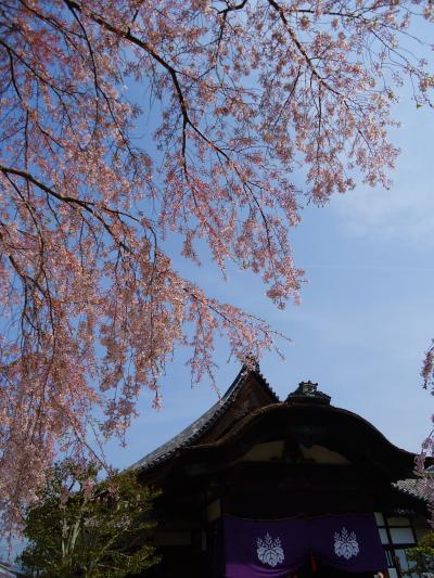 ゆとりの京都７泊で古都の桜めぐりと奈良吉野山・ちょっと大阪へ～３日日～
