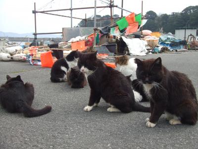 20代女一人旅☆東北青春18きっぷ紀行【その2：田代島編】～ねこまみれパラダイス～