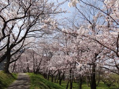 ２０１３・今年はタイミングが悪かった。。。お花見