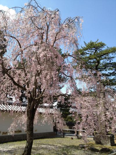 桜をもとめて京都へ・・・