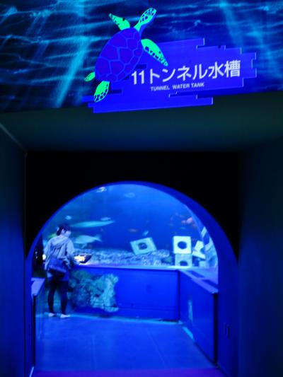 しながわ水族館a  トンネル水槽で水中ショー　☆ダイバーがエイに餌付け