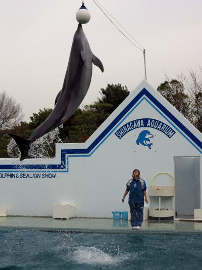 しながわ水族館b  イルカ・アザラシの活躍ショー　☆大ジャンプに歓声高く