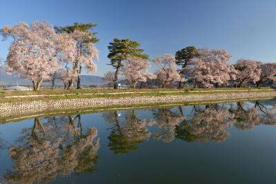 ２０１３年伊那市「六道の堤」の桜