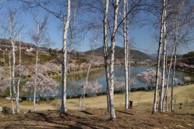 ２０１３年荒神山公園の桜