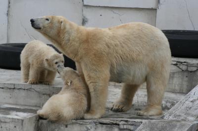 円山動物園に白クマの双子の赤ちゃんを見に日帰り旅行