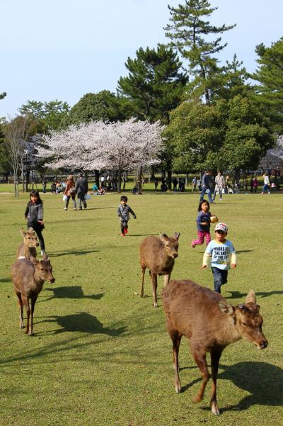 2013桜めぐり　桜を求めて奈良大和路へ (興福寺，東大寺，奈良公園)