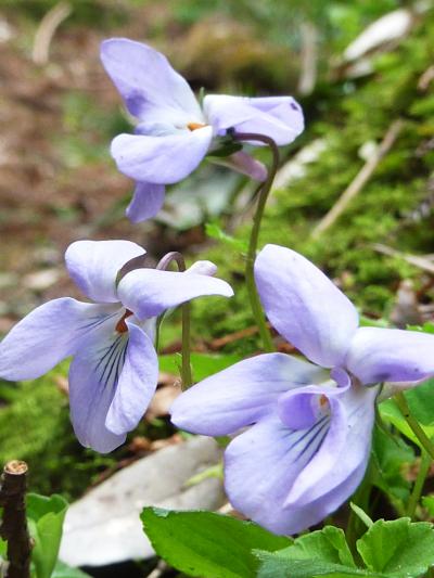 王滝渓谷　花巡り♪