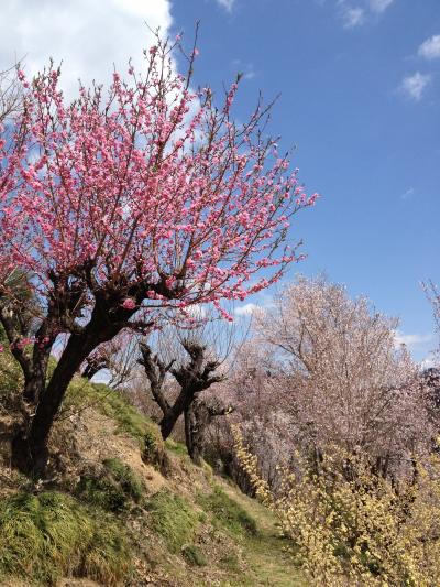 花見山に行く