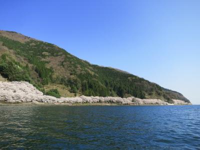 子どもと一緒に愛でる、奥琵琶湖を淡く可憐に縁取る海津大崎の桜並木