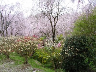 京都の桜　日帰り旅１　原谷苑と仁和寺