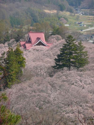 高遠・駒ヶ根の桜巡り　２０１３年①