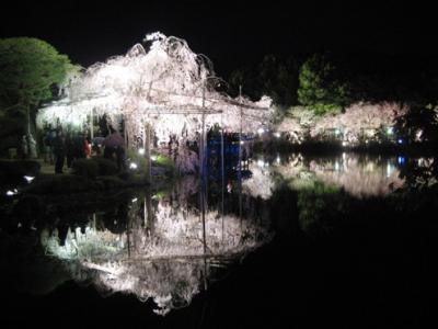 京都の桜　日帰り旅４　平安神宮紅しだれコンサート・はしたてで夕食