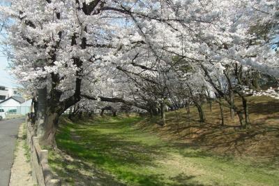 名古屋の定番を楽しもう♪(2013年3月編）～桜いっぱいの鶴舞公園・東山動植園・平和公園など～
