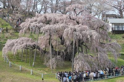 満開の三春滝桜満喫の日帰り旅　２０１３