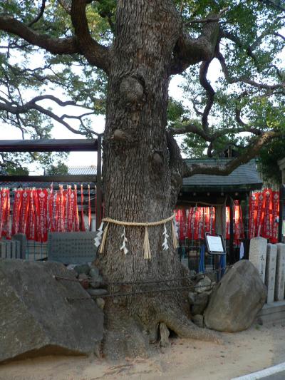 日本の旅　関西を歩く　大阪府門真市、天然記念物・薫蓋樟（くんがいしょう）で知られる三島神社（みつしまじんじゃ）周辺