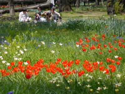 昭和記念公園ファン倶楽部・チューリップオフ 2013