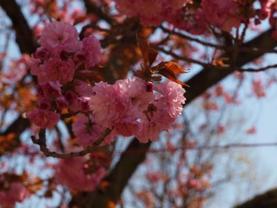 ２０１３　下野市　風薫る天平の花まつり　　桜は満開