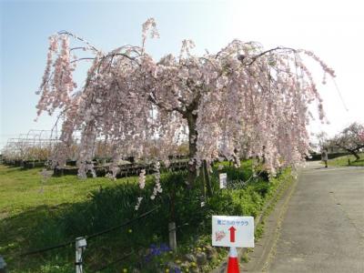 龍泉寺・東谷山フルーツパーク2013