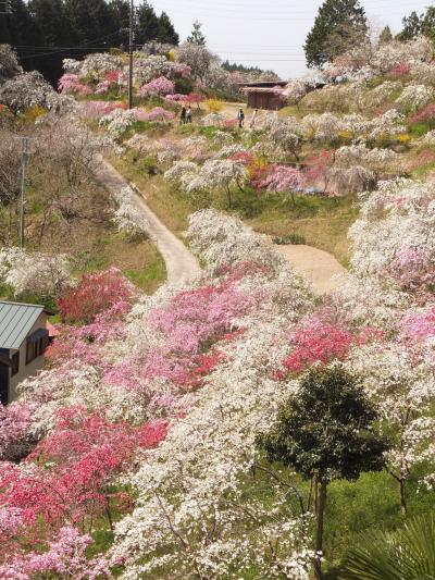 桃源郷は愛知にあった?! 春のプチツーリング♪