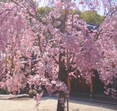 徳川園のしだれ桜