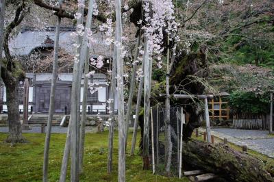 奈良の名椿と京都の名桜を巡る旅（二日目）～常照皇寺の九重桜は樹齢600年。知る人ぞ知るの京都の名桜です～