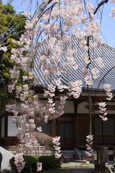 桜。。満開の若林区寺町を散策。。。