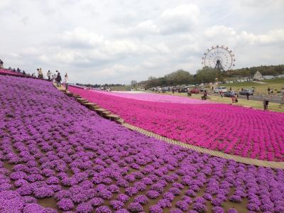 満開の芝桜を訪ねて東京ドイツ村へ