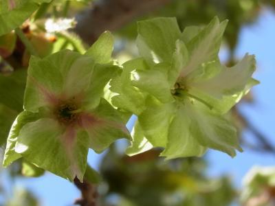 【ちょっとお出掛け】御衣黄桜と鬱金(ウコン) 2013。