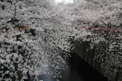 201303-東京のサクラサク！Cherryblossoms in Tokyo 