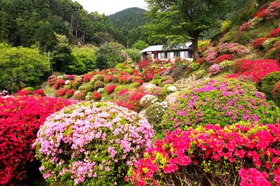 谷岡つつじ園