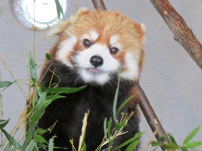 2013年4月春の円山動物園ホッキョクグマのララと双子の赤ちゃん可愛いさにキュン～♪ちよっこっと ４トラプチオフ会　ミシュラン獲得手打ちうどん寺屋