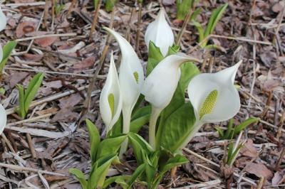 新潟に春を告げる水芭蕉公園散策