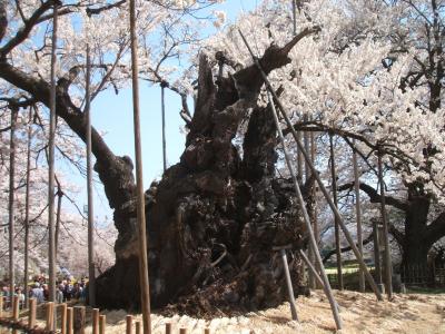 新日本名木百選に選ばれた日本三大桜の「山高神代ザクラ」