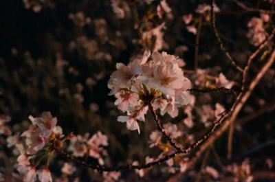 釈迦堂川の夜桜見物