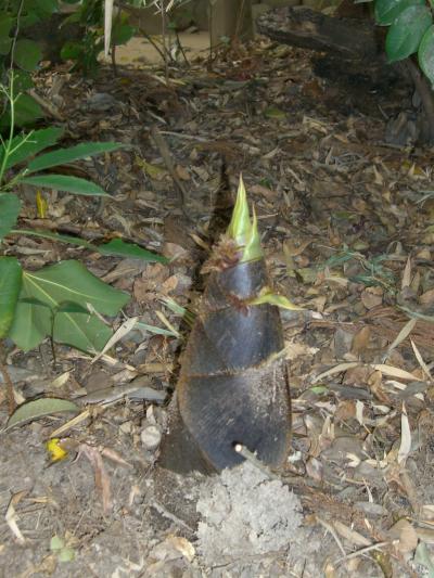 岩倉市自然生態園で、竹の子と、藤の花を見つけました。