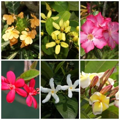 スリランカの美しい花々を愛でる