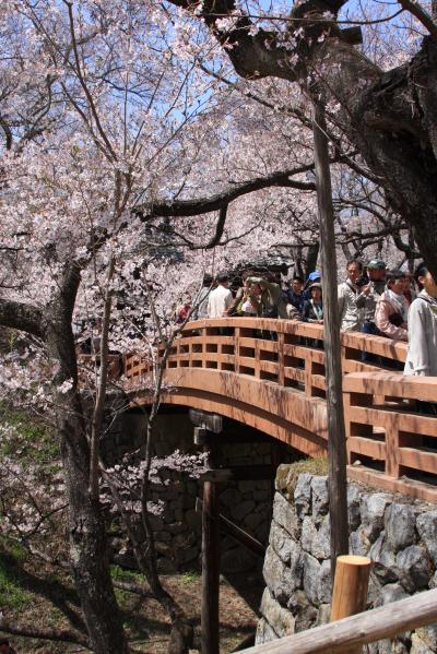 日本三大美祭　と　高遠の桜ツアー　　（高遠の桜　偏）