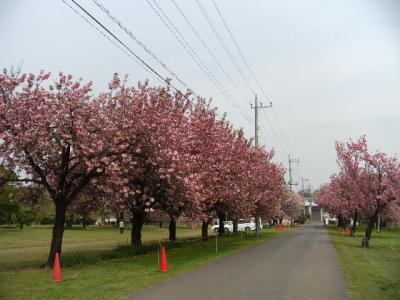 ピンクのグラディーションにうっとり　『日本花の会・結城農場・桜見本園』