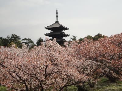 仁和寺御室桜を見に行ってきました☆