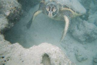 遊びつくせ！オアフ&amp;ビッグアイランド8泊10日旅行記その１